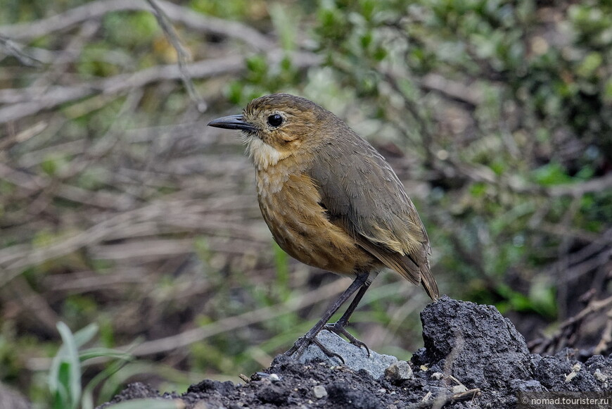 Горная питтовая муравьеловка, Grallaria quitensis, Tawny Antpitta