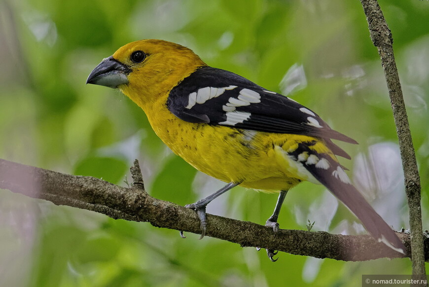 Желтогрудый толстонос, Pheucticus chrysogaster, Golden Grosbeak