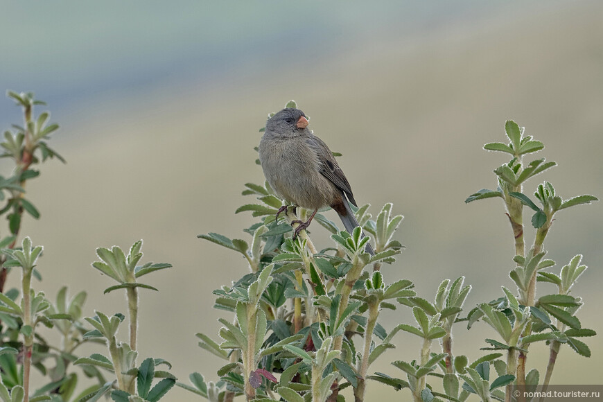 Невзрачный семеноед, Catamenia inornata, Plain-colored Seedeater