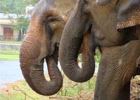 Дак Лак. Охотники на слонов