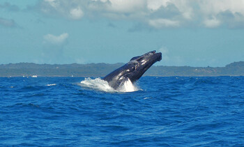 Горбатый кит едва не проглотил двух туристок в Калифорнии (ВИДЕО)