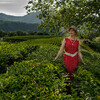 Чайные плантации Сочи. Фотосессии в Сочи, с гидом-фотографом. 