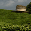 Чайные плантации Сочи. Фотосессии в Сочи, с гидом-фотографом. 
