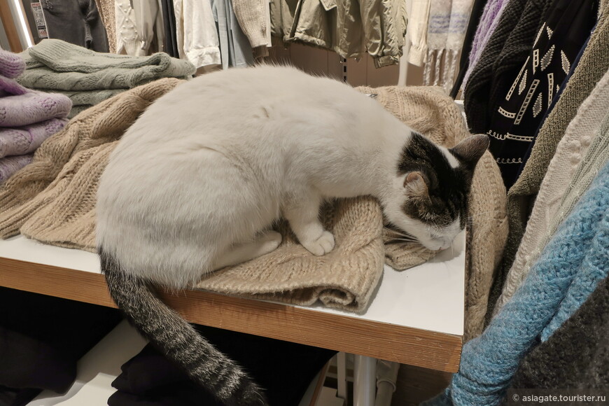 Котик в магазине на Истикляль