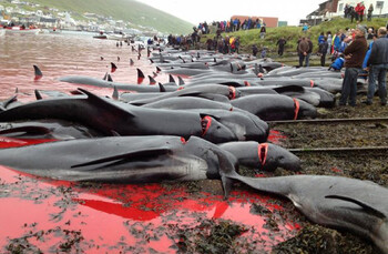 На Фарерских островах вновь совершили массовое убийство дельфинов 