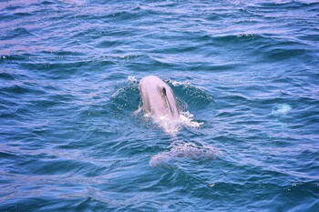В Японии участились случаи нападения дельфинов на людей