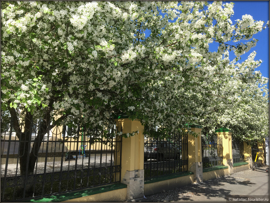 Тюмень. А на исторической улице Спасской яблони цветут