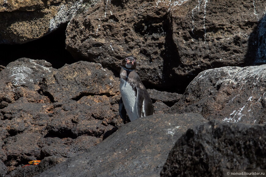 Галапагосский пингвин, Spheniscus mendiculus, Galapagos Penguin
