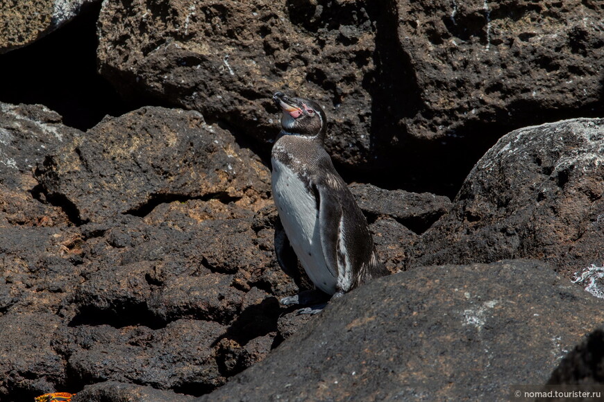 Галапагосский пингвин, Spheniscus mendiculus, Galapagos Penguin