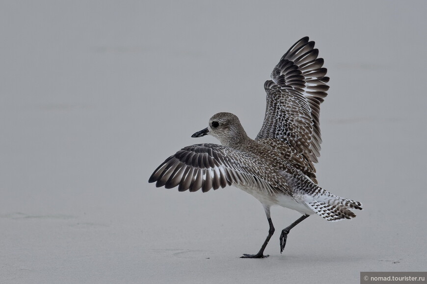 Тулес, Pluvialis squatarola, Grey Plover