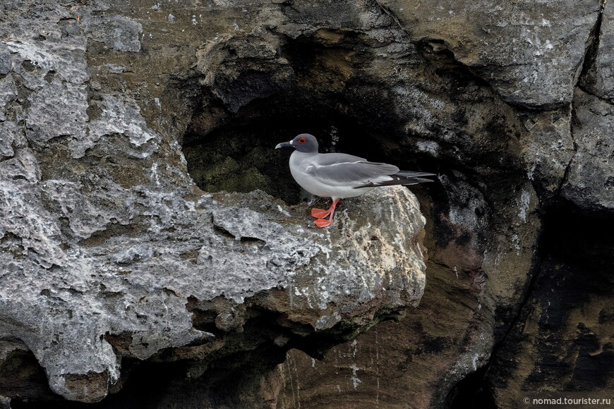 Галапагосская чайка, Creagrus furcatus, Swallow-tailed Gull