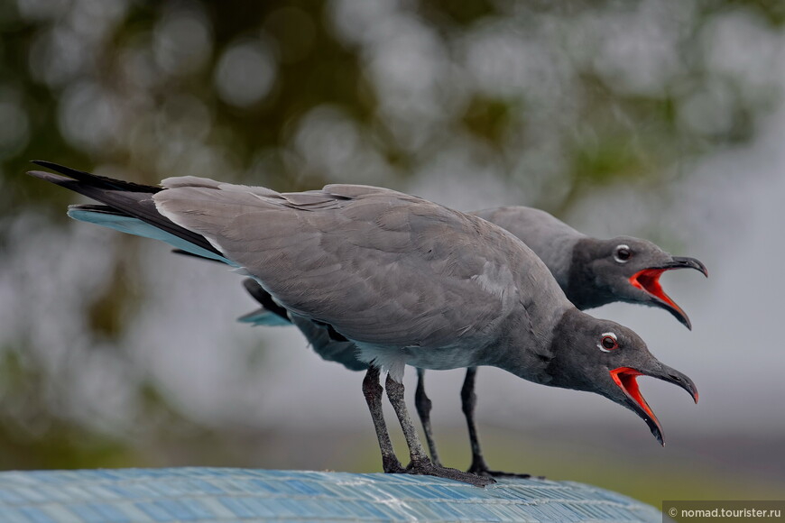 Тёмная чайка, Leucophaeus fuliginosus, Lava Gull