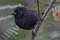 Малый галапагосский вьюрок, Geospiza fuliginosa, Small Ground-Finch