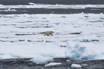 На Шпицбергене белый медведь напал на туристку 