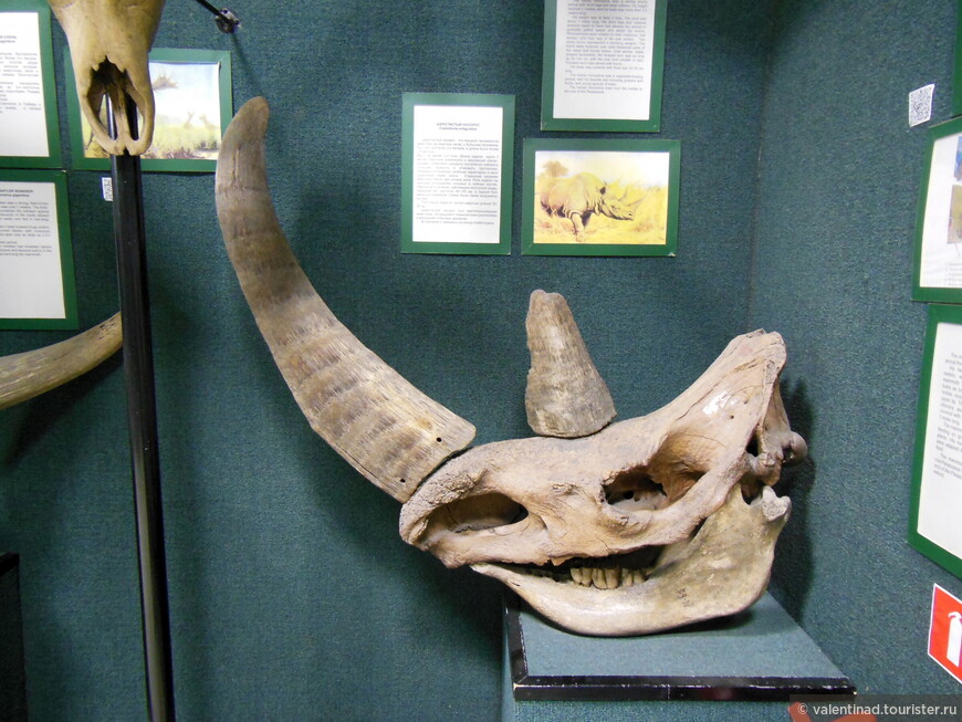 Шерстистый носорог. Встречался с середины и до конца эпохи плейстоцена. Страшным оружием животного были два острых рога. Передний рог был саблевидно изогну назад, достигал 80-130 см. Тело шерстистого носорога было покрыто густой шерстью длиной 20-35 см. Шерстистые носороги отличались злобным характером и вели одиночный образ жизни.