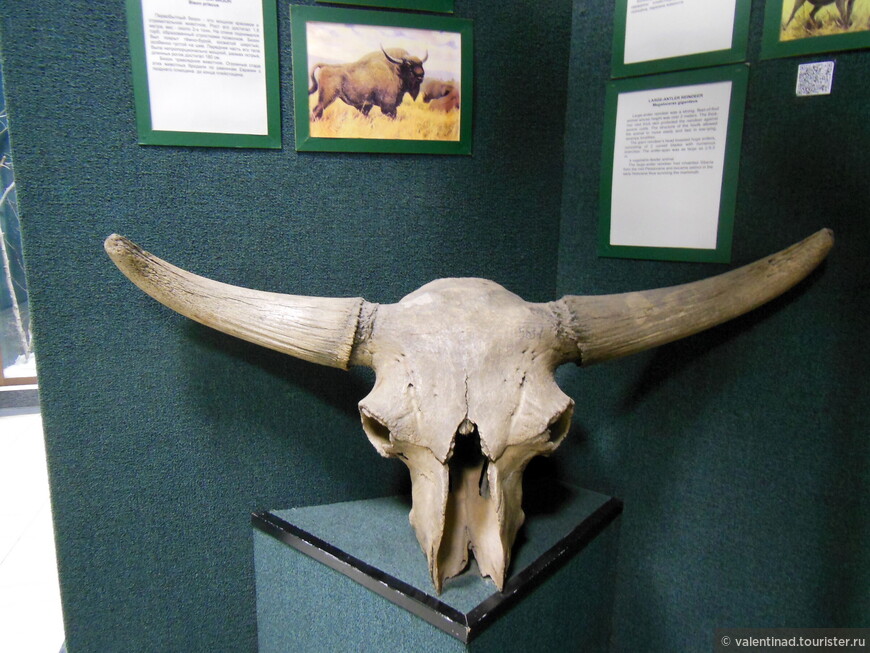 Первобытный бизон. Огромные стада этих животных бродили по равнинам Евразии с позднего плиоцена до конца плейстоцена. Рост первобытного бизона достигал 1,8 метра, вес - около двух тонн. Размах острых, длинных рогов достигал 180 см.