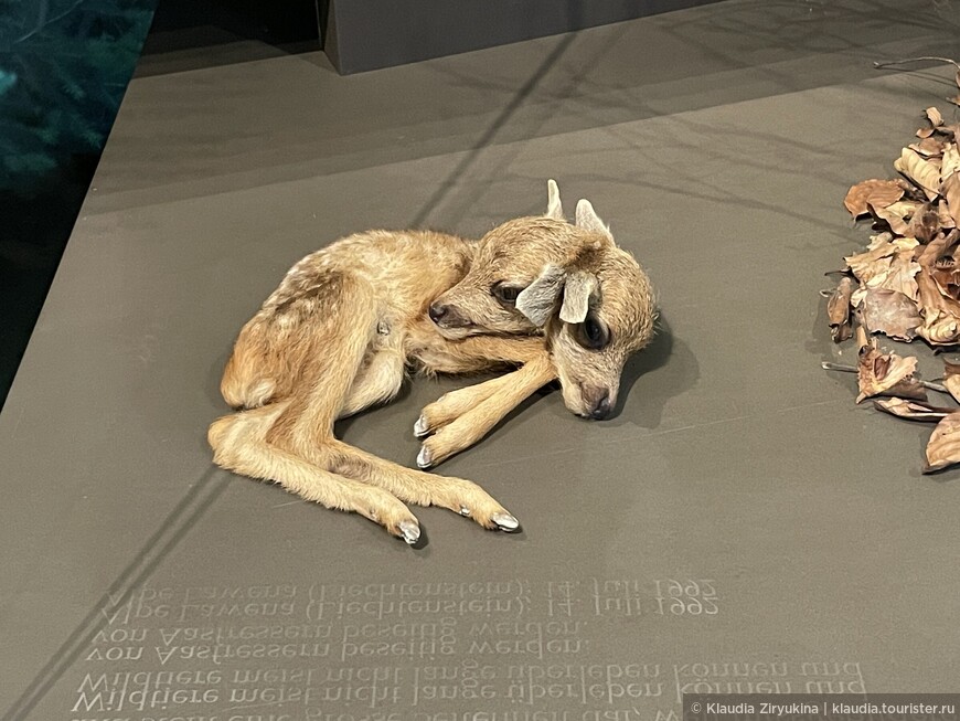 Мертворожденный двуглавый олененок. Он был найден вскоре после рождения, и представляет большую редкость, потому что деформированные дикие животные обычно не могут долго сохраняться, и уничтожаются падальщиками. В музее с 1992 года.