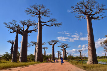 Мадагаскар снял все ковидные ограничения на въезд 