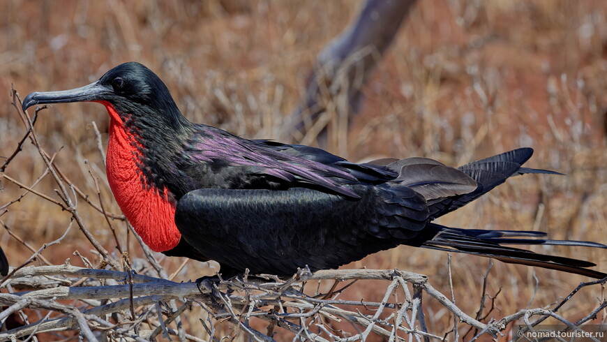 Великолепный фрегат, Fregata magnificens magnificens, Magnificent Frigatebird