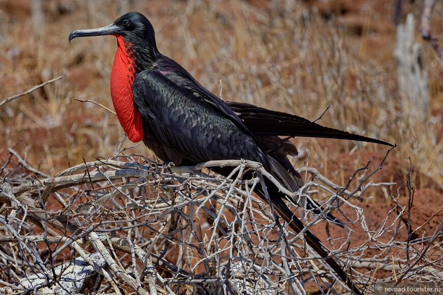 Великолепный фрегат, Fregata magnificens magnificens, Magnificent Frigatebird