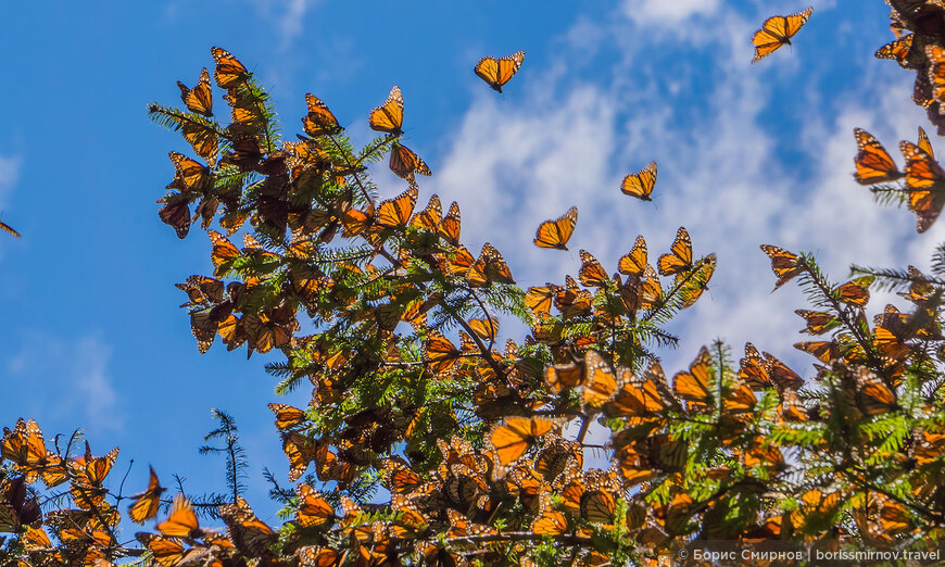 Ежегодная миграция бабочек монархов в Мексике