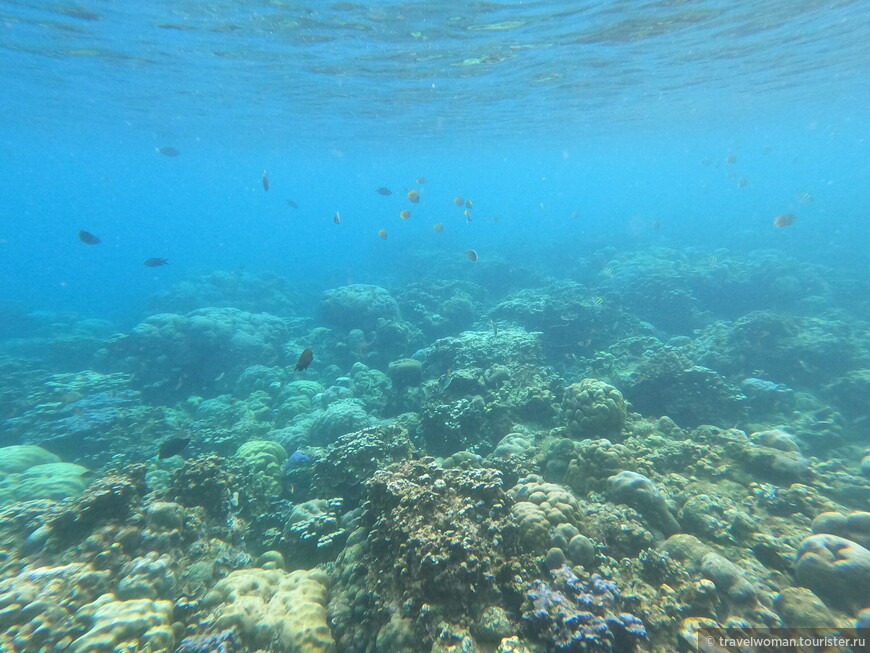 Мальдивы - Индонезия. Морской сезон. Часть 2.