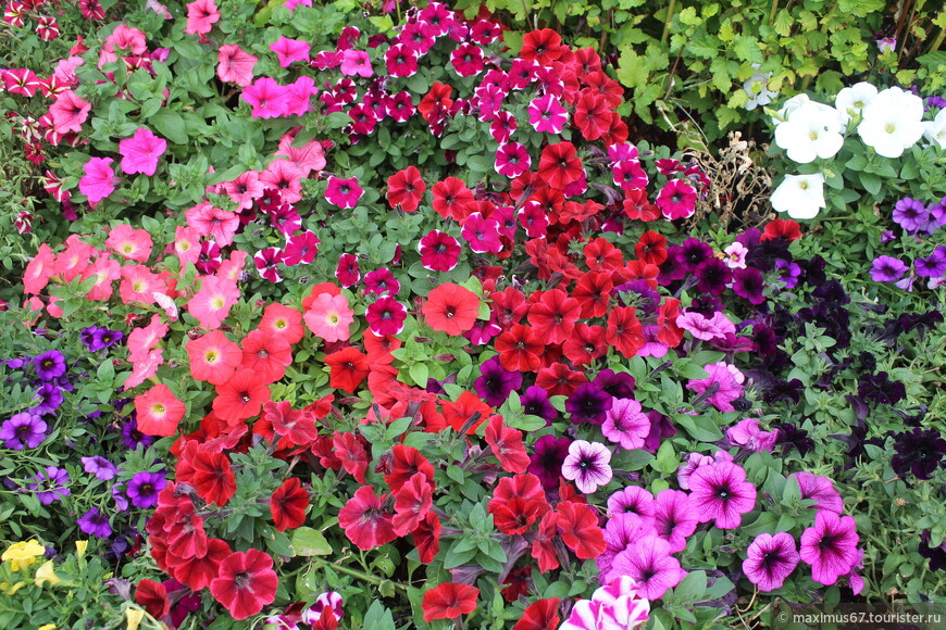 Цветочный джем на Манежной площади