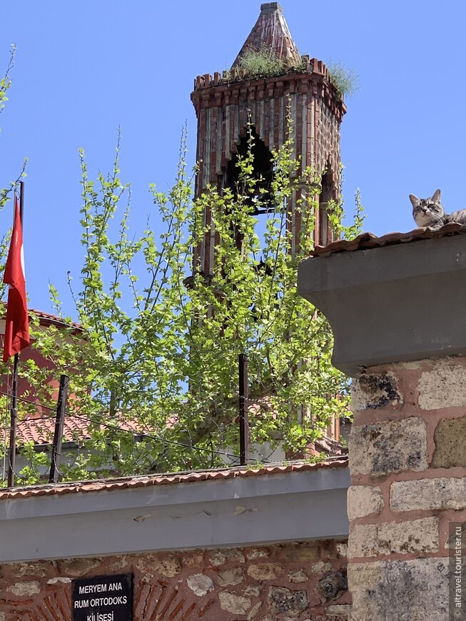 Кот обозревает окрестности с ограды церкви Марии Монгольской.