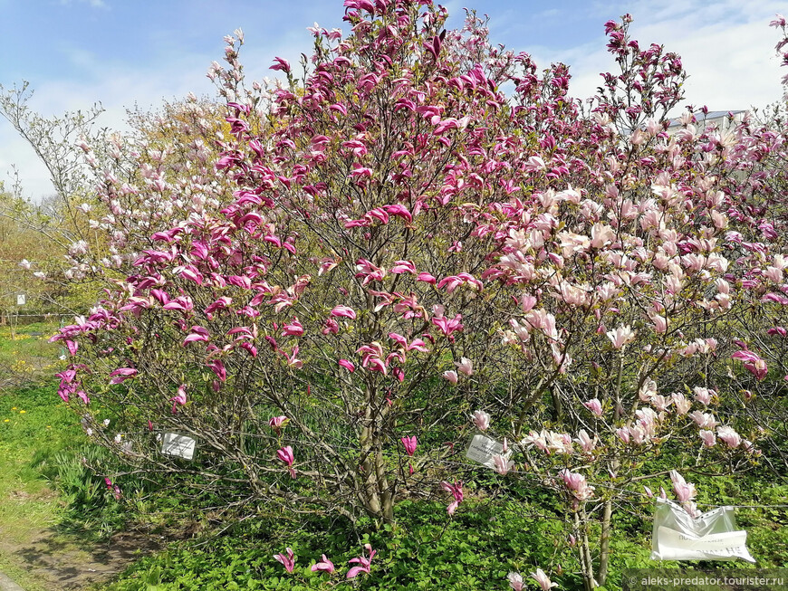 Весна вступает в свои права в Ботаническом саду им. Канта