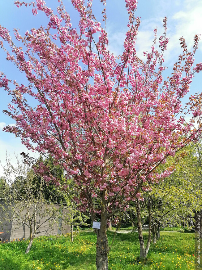 Весна вступает в свои права в Ботаническом саду им. Канта