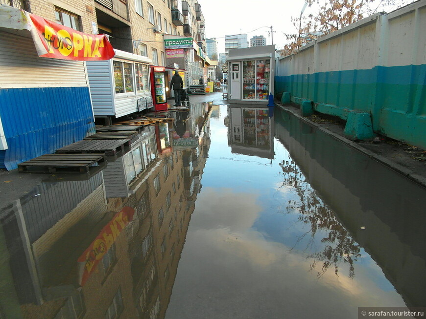 Белки в городе