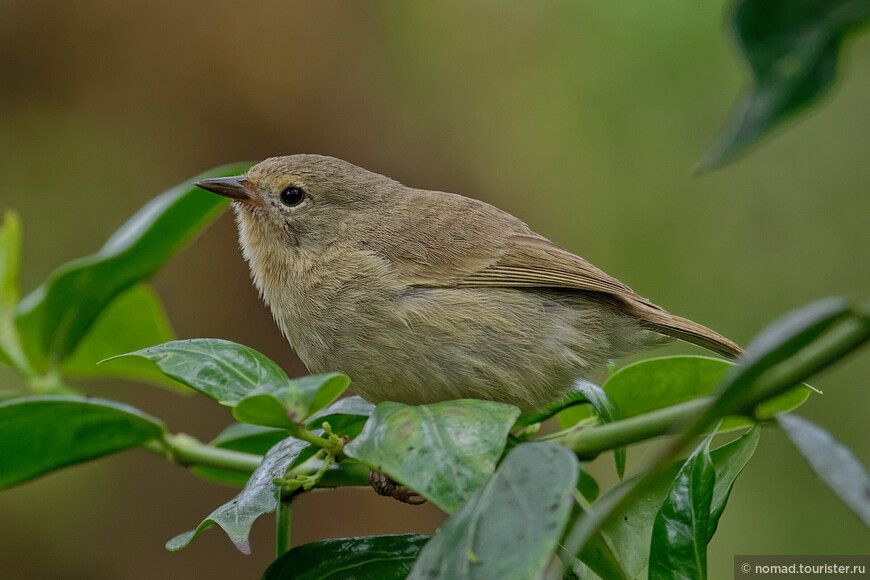 Тонкоклювый дарвинов вьюрок, Certhidea olivacea, Green Warbler-Finch