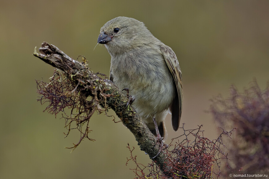 Попугаевый дарвинов вьюрок, Camarhynchus psittacula affinis, Large Tree-Finch