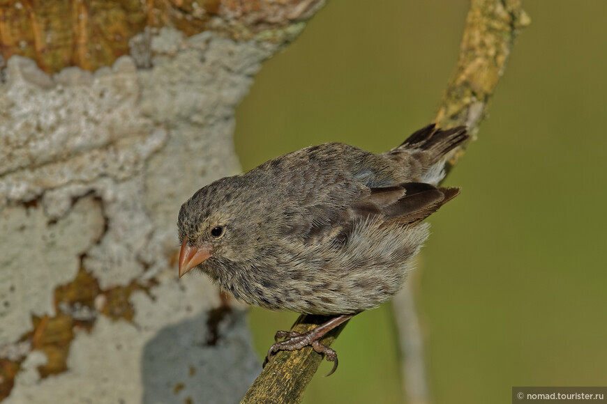 Малый галапагосский вьюрок, Geospiza fuliginosa, Small Ground-Finch, самка