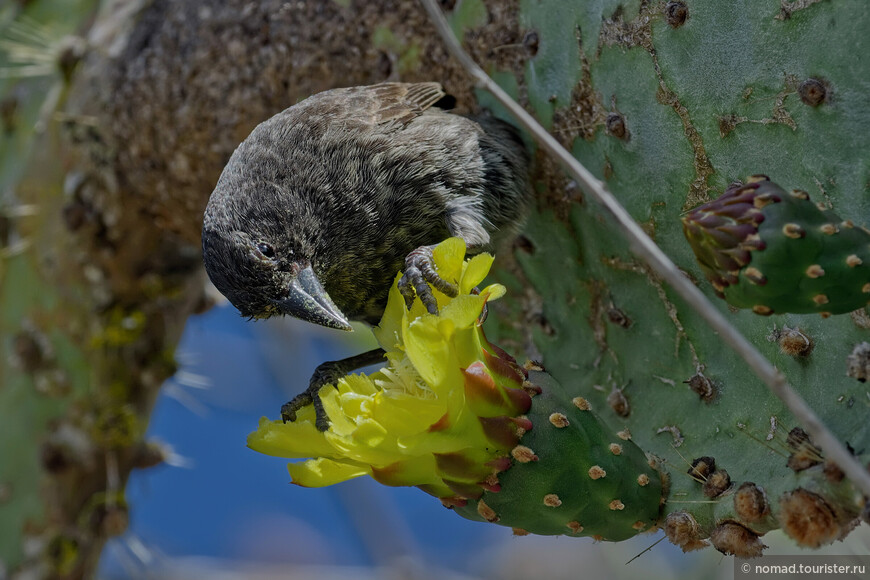 Шипоклювый галапагосский вьюрок, Geospiza scandens intermedia, Common Cactus Finch, самец