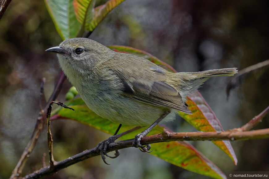 Славковый дарвинов вюьрок, Certhidea fusca luteola, Grey Warbler-Finch