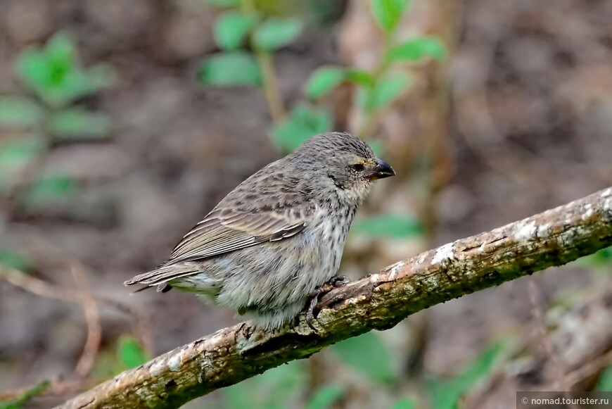 Большой дарвинов вьюрок, Camarhynchus pauper, Medium Tree Finch