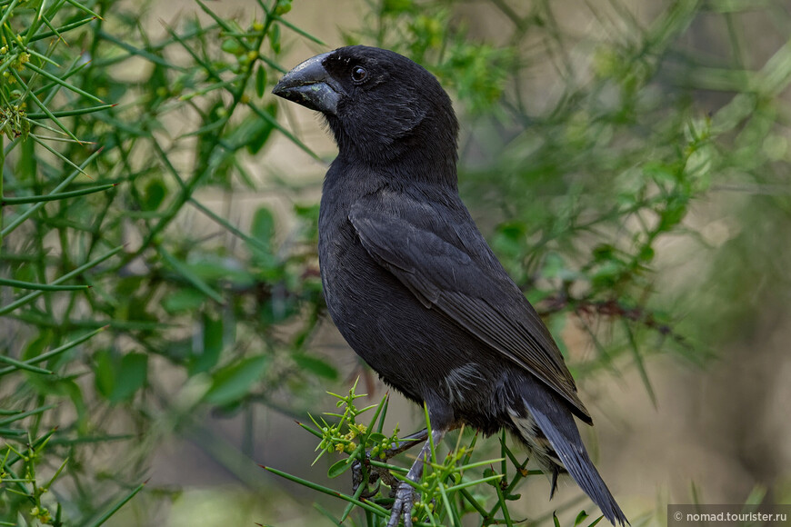 Средний галапагосский вьюрок, Geospiza fortis, Medium Ground Finch