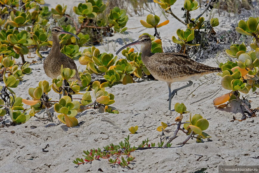 Американский средний кроншнеп, Numenius phaeopus hudsonicus, Hudsonian Curlew