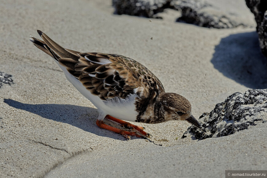 Камнешарка, Arenaria interpres morinella, Ruddy Turnstone