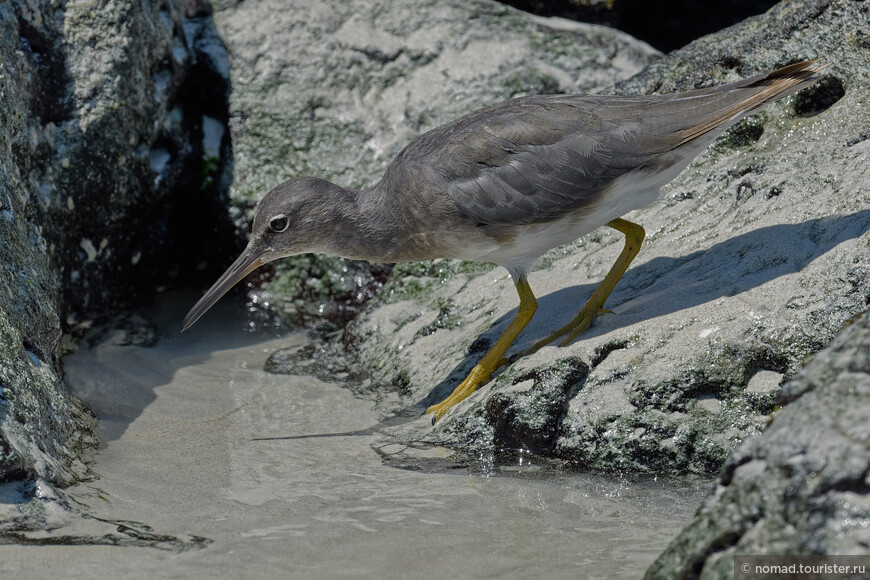 Американский пепельный улит, Tringa incana, Wandering Tattler