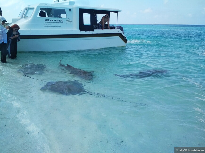 Скаты, акулы и песчаная коса. Мальдивы