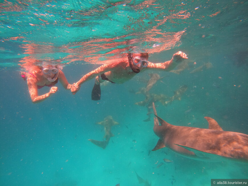 Скаты, акулы и песчаная коса. Мальдивы