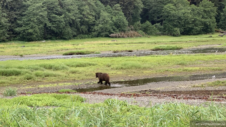 Медведица идёт к ручью.

