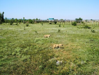 В Крыму рядом с парком львов «Тайган» возник пожар 