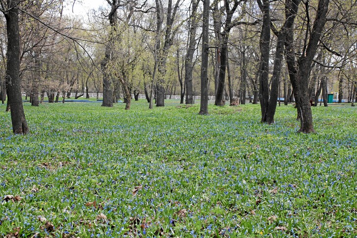 Пролески в парке усадьбы Загряжских-Строгановых