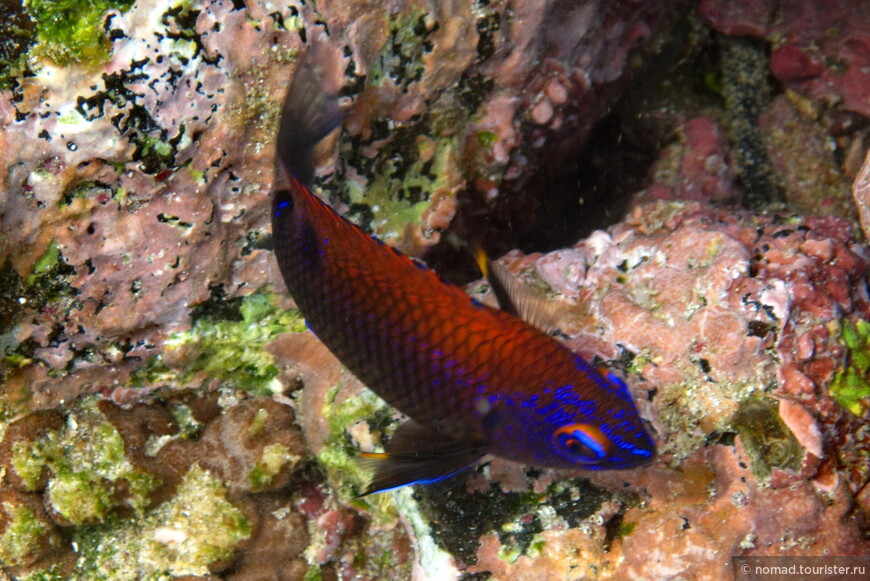 Кольцехвостый стегастес, Stegastes beebei, Galapagos Ringtail Damselfish