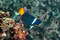 Карибский ангел-пассер, Holacanthus passer, King angelfish