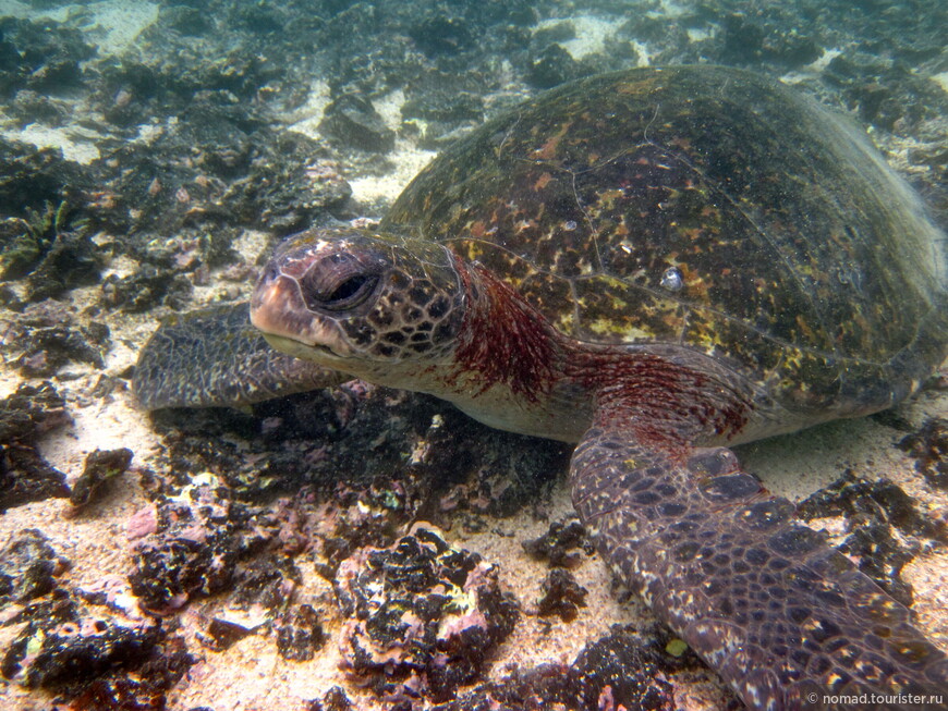 Зелёная черепаха, Chelonia mydas, Green sea turtle 