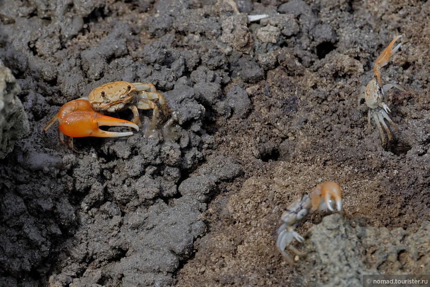 Манящий краб, Minuca galapagensis, Fiddler Crab